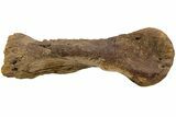 Hadrosaur (Edmontosaurus) Metatarsal (IV) - Wyoming #233814-3